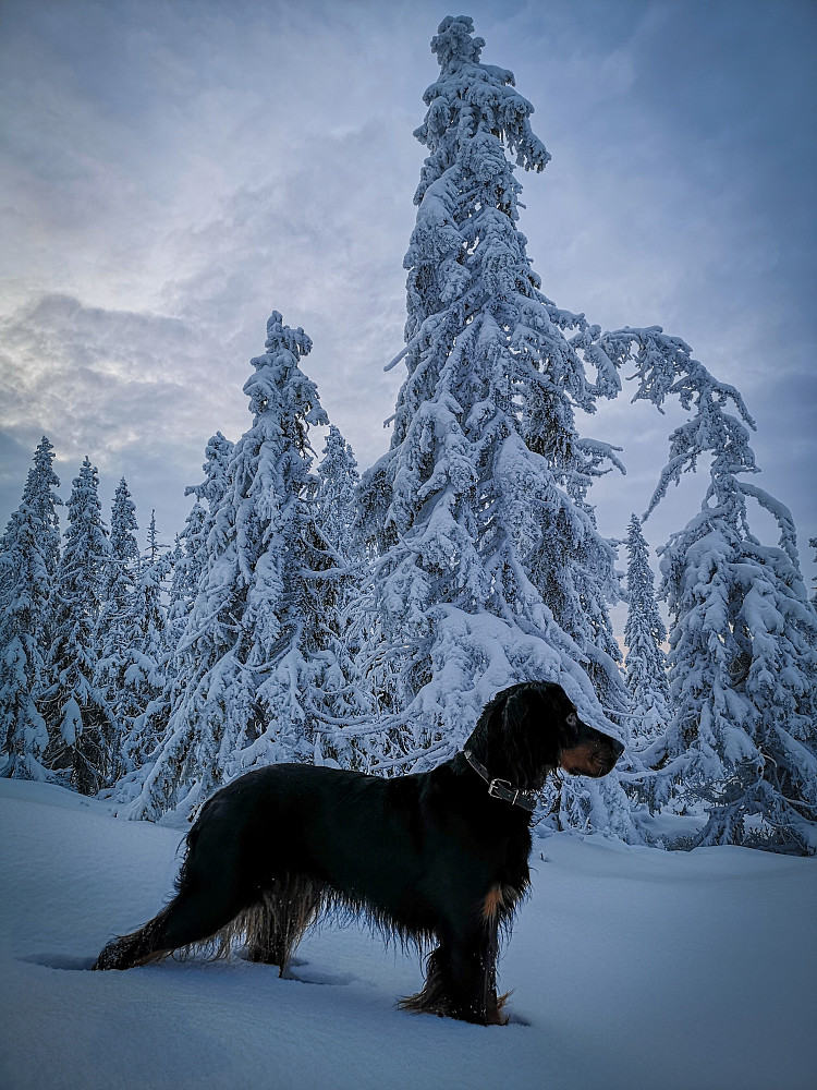 Nysnø og flott da tåka forsvant. 