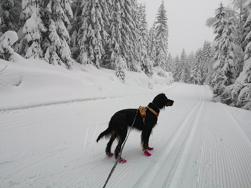 Opp bakkene fra nord ved Skjeppsjøen. 4km lang bakke. 