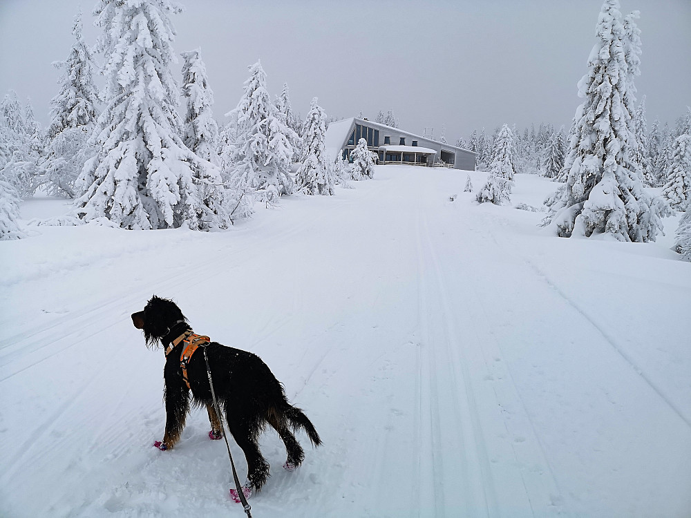 Lite... ingen vind i dag slik at sporene holdt seg bra. Her ved Rausteinshytta. 