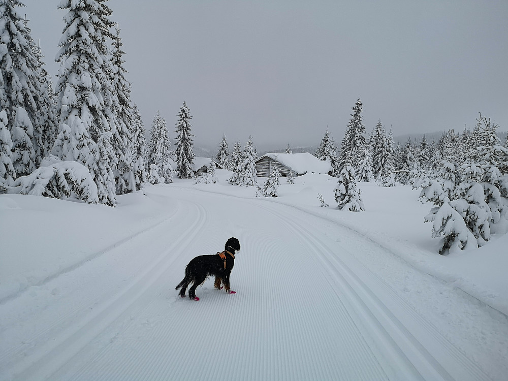 Ved Anfinnsetra