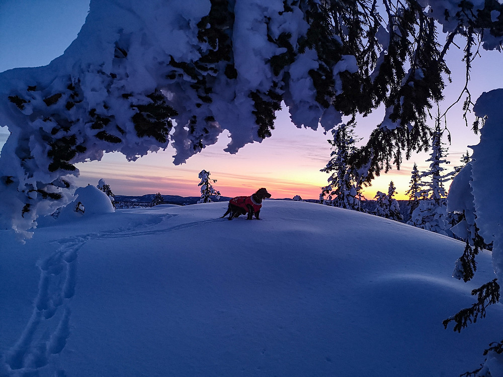 På Høgbrenna (796 moh) 