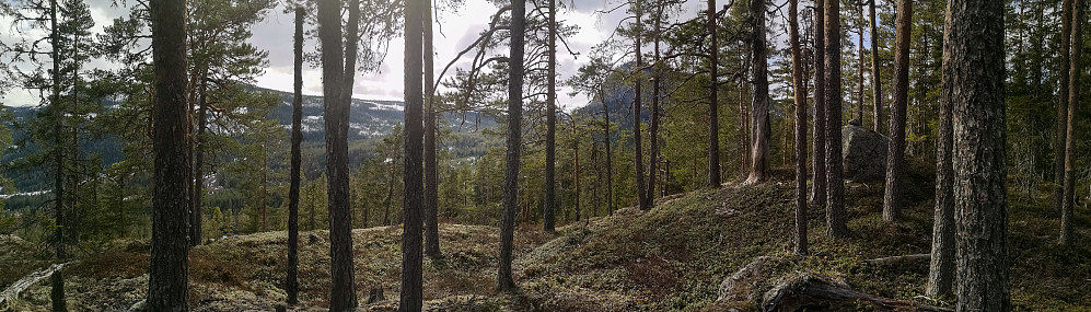 Utsikt fra toppen..mit vest. Stor stein til høyre er toppunktet. Svartfjellkollen 722 moh bakenfor. 