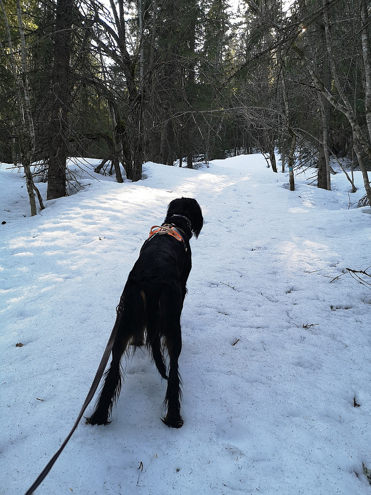 Ganske faste fine forhold nede i skogen. Startet med brodder og truger etterhvert. 