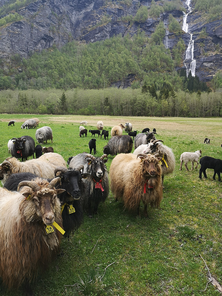 Furet... Vær... bitt.. 