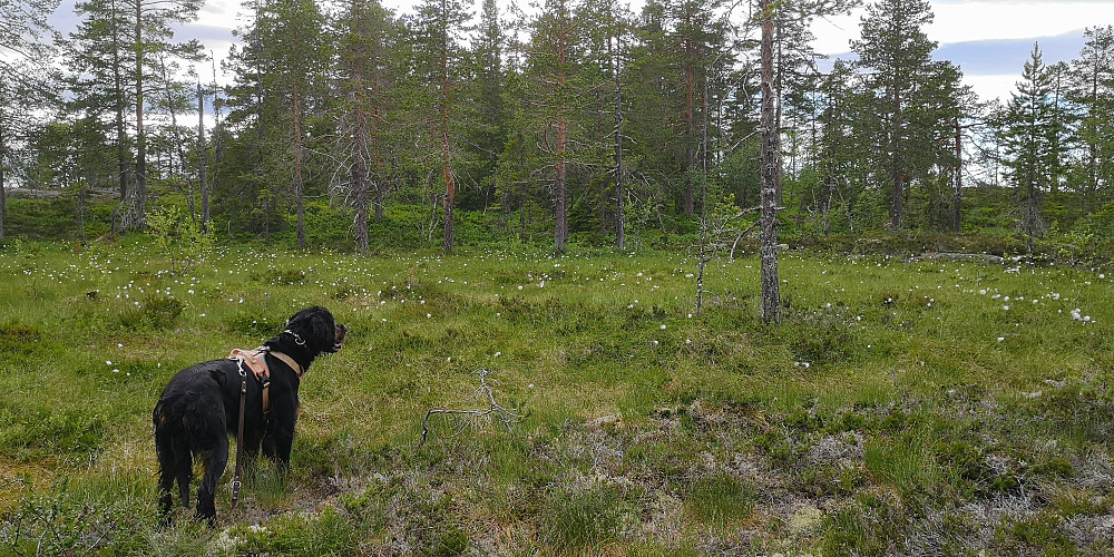 Offroad mot toppen der framme