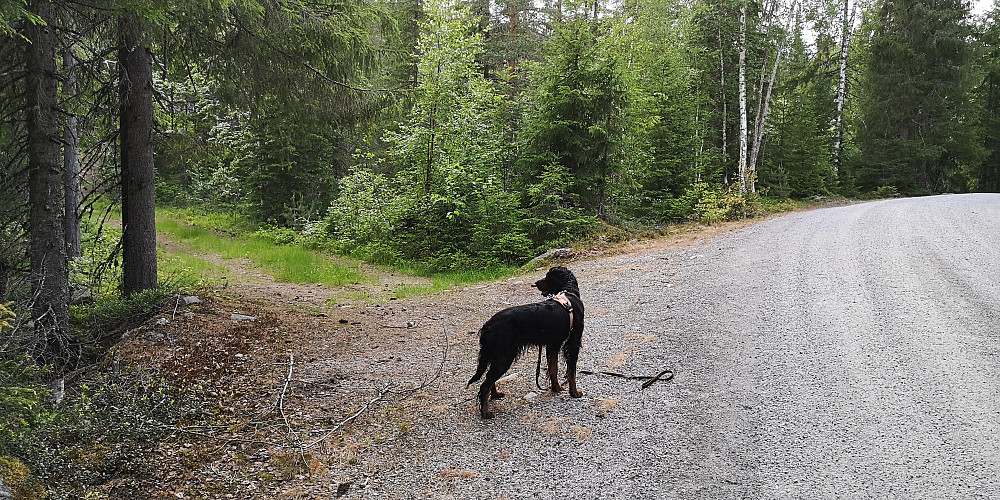 Her kom stien /traktorveien ned på grusveien igjen. Det er nok her man bør gå til toppen. Lit lenger, men flott sti