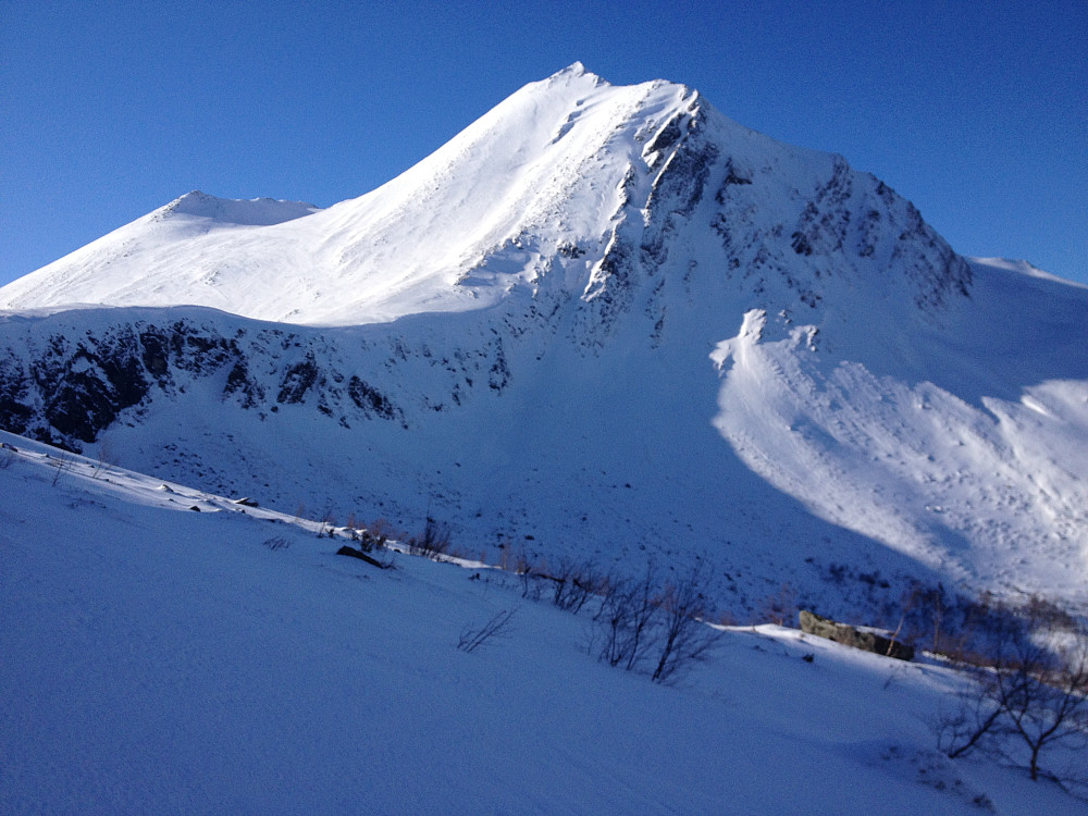 Middagshornet