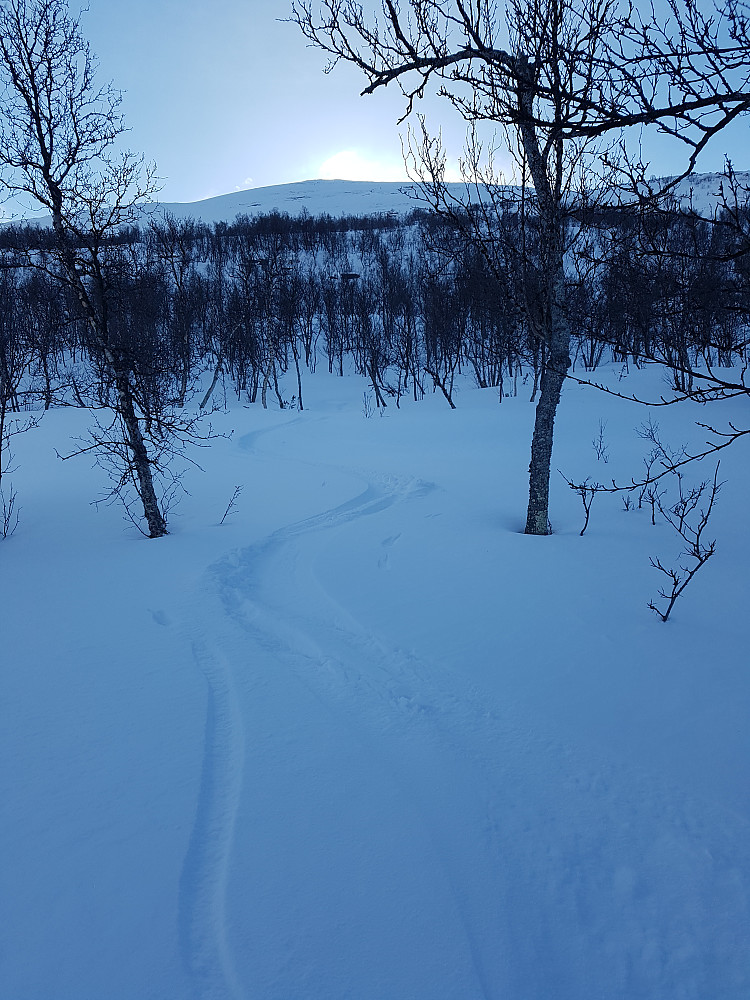 Lekkert skiføre i skogen ned fra Grønhøa 