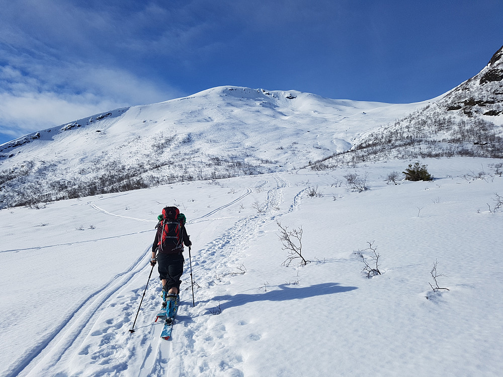 Kjersti angrer på at hun tok på stillongsen i solsteika. Hele sida ned fra Litletussen og skaret mot Snøtind var for øvrig pepret med skispor.