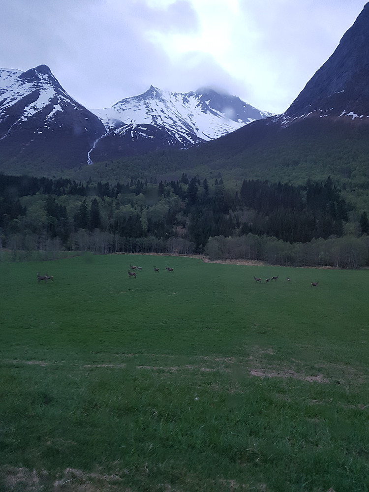 Voldsomt med hjort i Innfjorden den morgenen her. Store flokker på hvert et jorde oppover dalen.