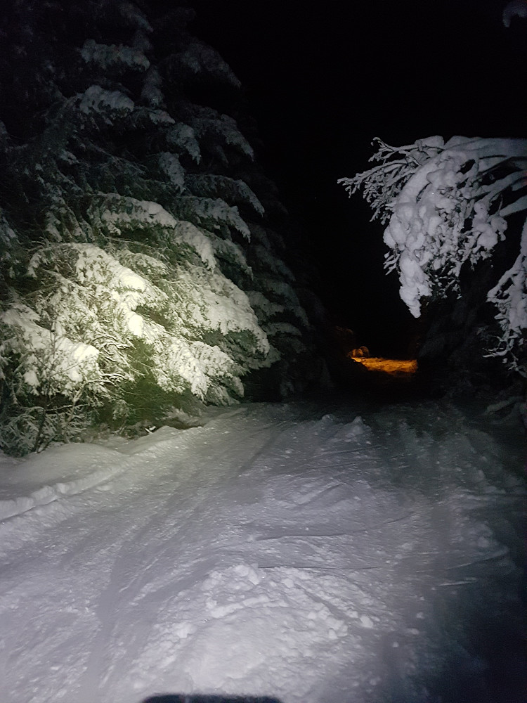 Turens eneste bilde. Lite beskrivende, men det var snø i trærne om ikke annet.