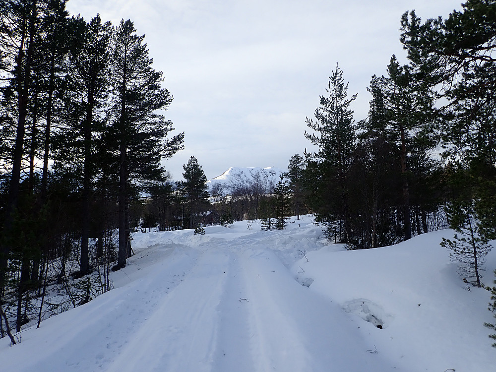 Kunne kjøre nesten til setra i dag, men ettersom det ikke var noen plass å parkere der hjulsporene ble for dype, måtte jeg rygge ganske langt ned igjen før jeg fant ei lomme å stå på. På bildet: Bolfjellet i bakgrunnen.