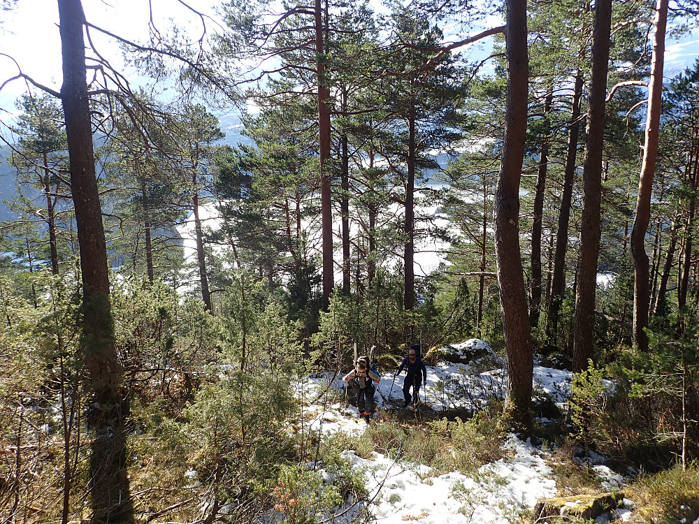 Litt skibæring opp skogen på skogsvei og i starten litt utydelig sti der stien tok av fra veien.