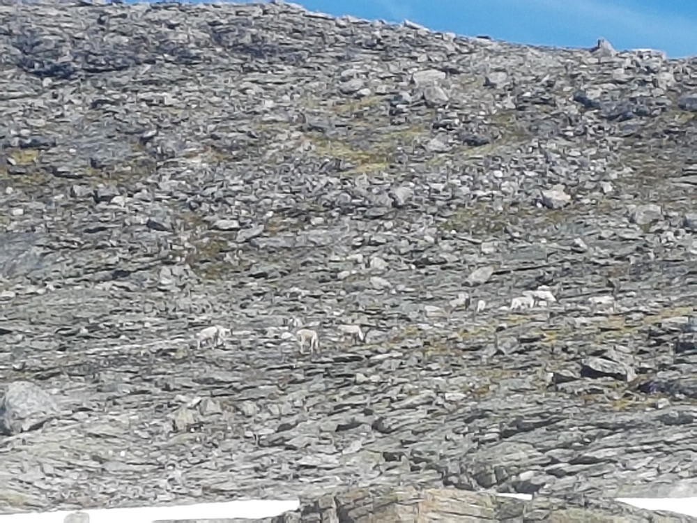 Like under Høvelkampen møtte vi dagens første reinsflokk. Ylva var heldigvis behørig festet i bånd lenge før vi kom dit.