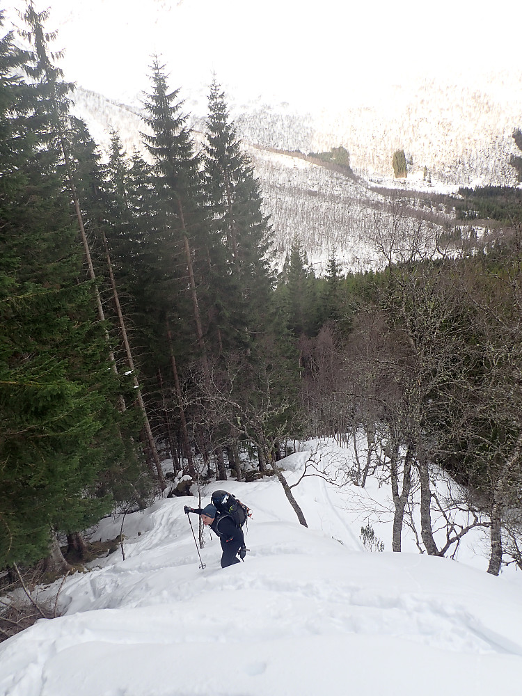 Fra Brunstadsetra gikk vi rett oppover skogen i det vi antok var en stitrase. Noen litt bratte parti som fikk testet bauteferdighetene, men stort sett nokså greit å gå på ski.