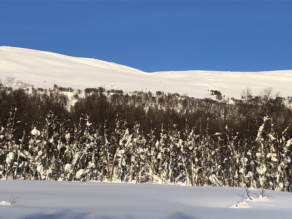 Linja vi fulgte oppover. Litt tett skog første 50 meter. Deretter fint.