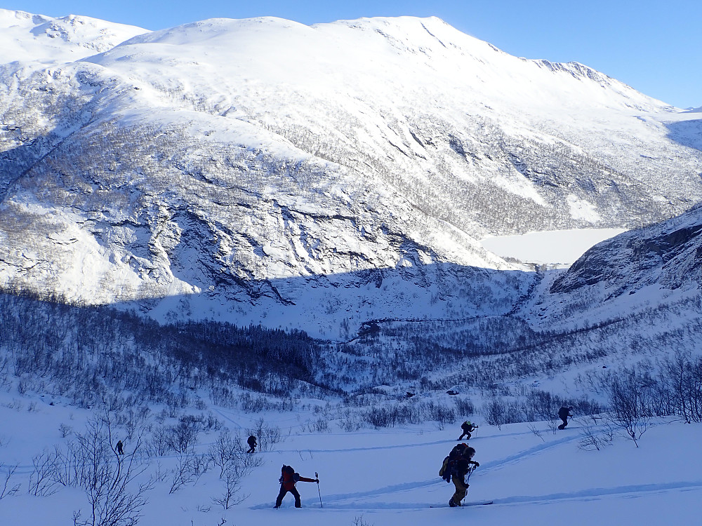 Åpen skog og meget bra skiterreng opp mot Fursetdalen. Nedkjøring her hadde vært et godt alternativ hvis vi kun skulle på Torvløysa.