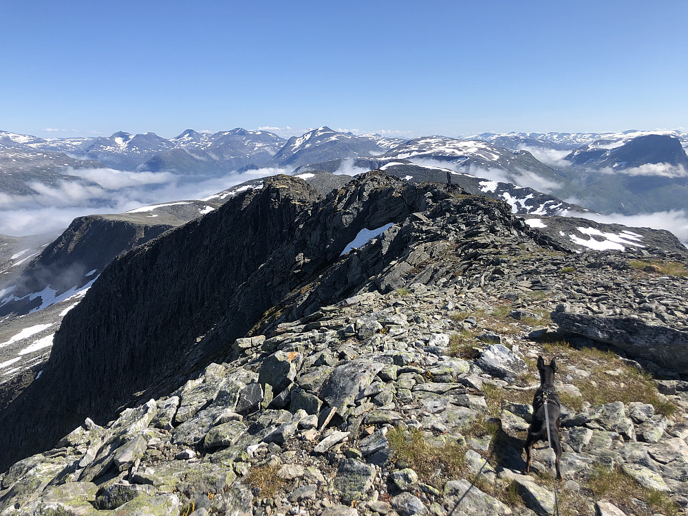 Ylva ivrig etter å utforske veien videre fra Tolleknivsegga. Den såkalte egga var for øvrig en noe skuffende affære, og er ikke i nærheten så smal som navnet indikerer.