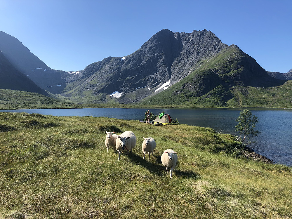 Sau som ikke var redd for folk eller småhunder, til Ylvas fortvilelse.