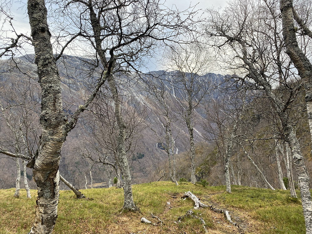 Flott åpen bjørkeskog med de råe rennene på Snøvasskjerdingan bak (den med mest snø i ble for øvrig kjørt på ski tidligere i måneden av en bra gjeng)