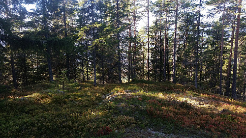 Toppunktet byr på skog.