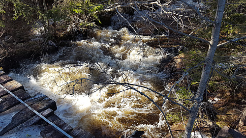 Skurva renn vårkåt i snøsmeltinga.