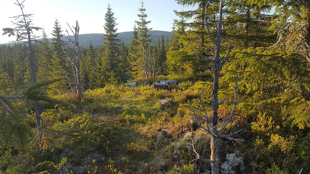 Her frå "Sørvest for Tretjerna" var det til og med litt utsikt, med fjellområdet kring Nevelfjell i bakgrunnen.