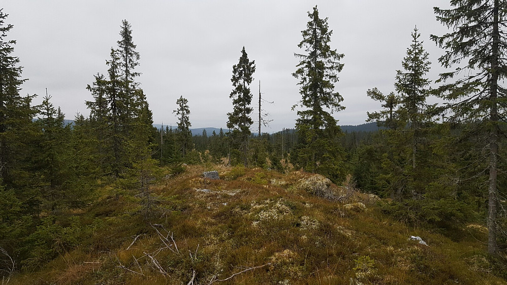 Skogshogst i seinare tid har nok bidrege til brukbar utsikt frå toppunktet sør for Gjestbodtjernet.