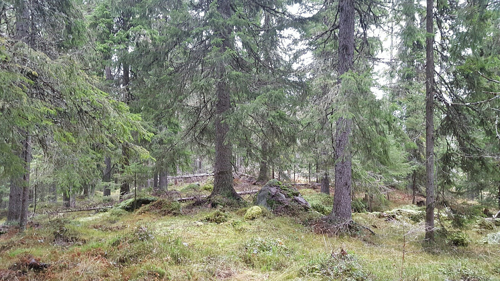 Her er eg på toppen av høgdedraget sør for Abbor-Akksjøen.