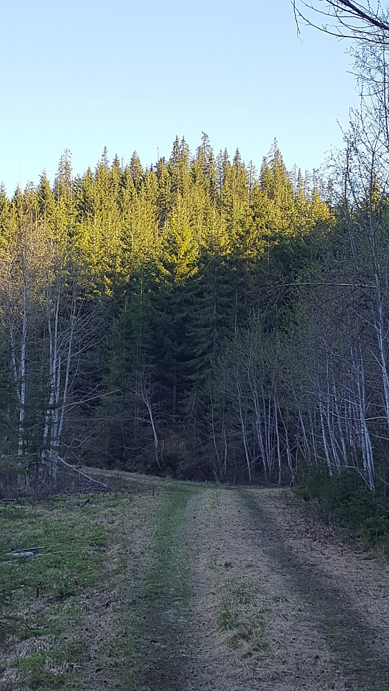 Eg nærmar meg Fuglbakken, med toppunktet gøymt bak skogen i himmelsjå.