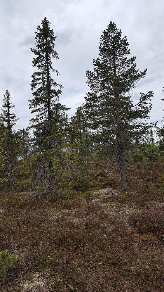 På veg opp til Snøåsen.