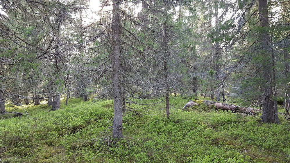 På toppen av Korsåsen punkt 745.