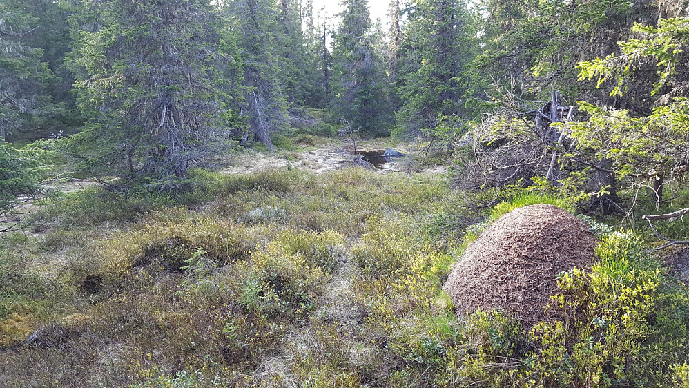 Fin stemning i skogen.