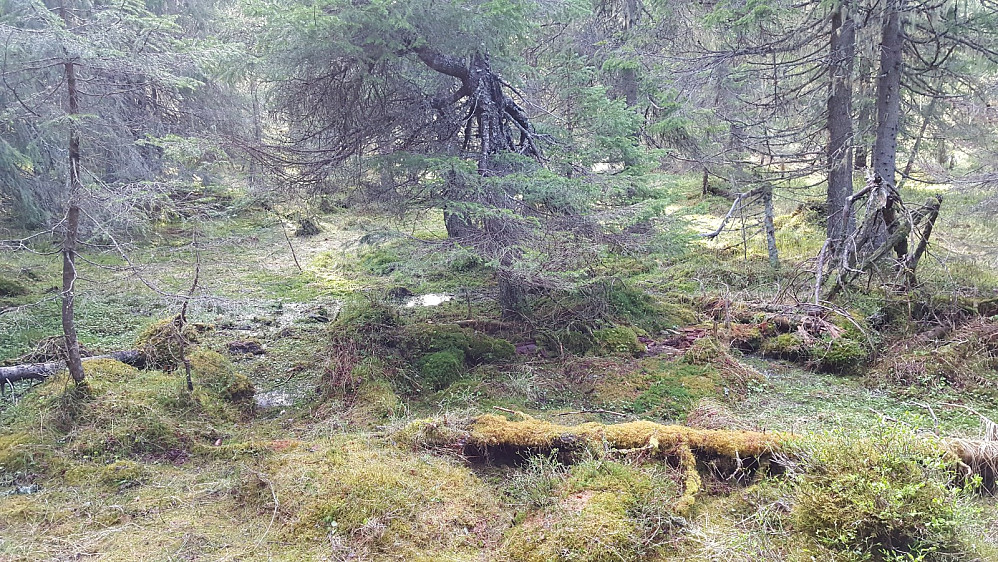 Gammal og fin skog på toppen av Korsåsen.