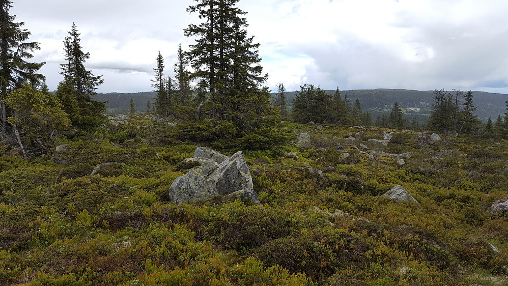 Tynn skog på toppunktet gjer at det faktisk er litt utsikt her også, her mot Nordseter.