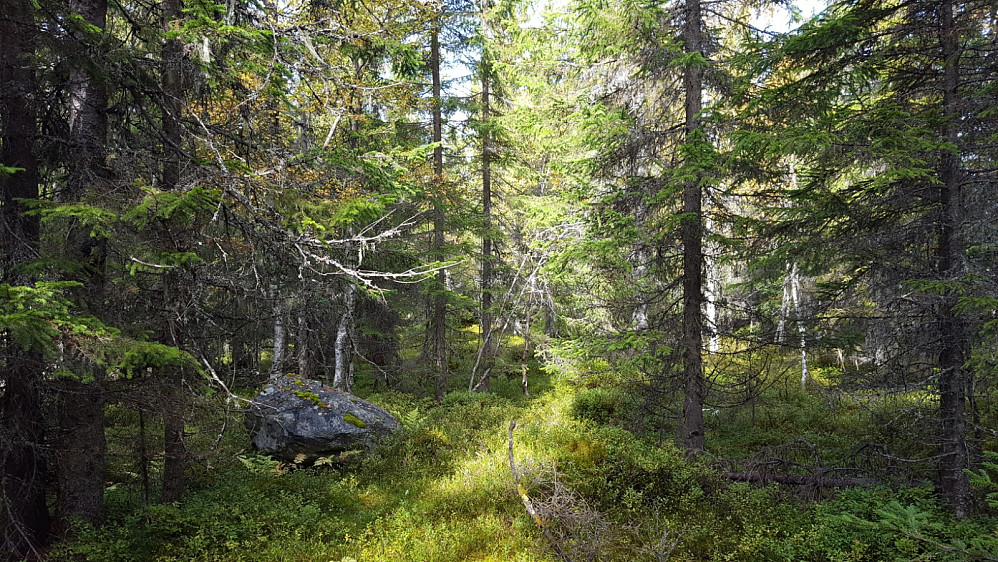 Her står eg på toppen, litt godt å vite at Gjøvik-lista no er ferdig :)