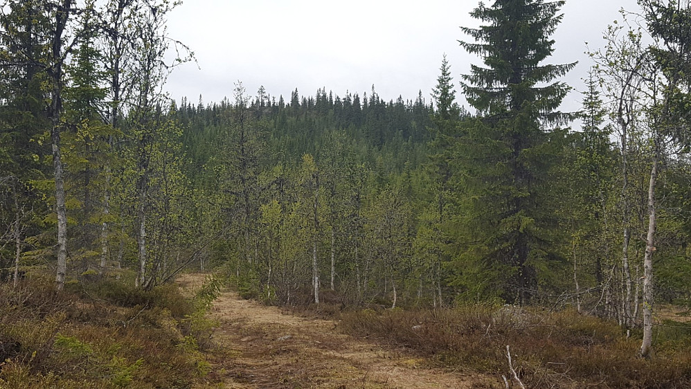 På veg mot Dugurdshøgda, som kneisar i bakgrunnen.