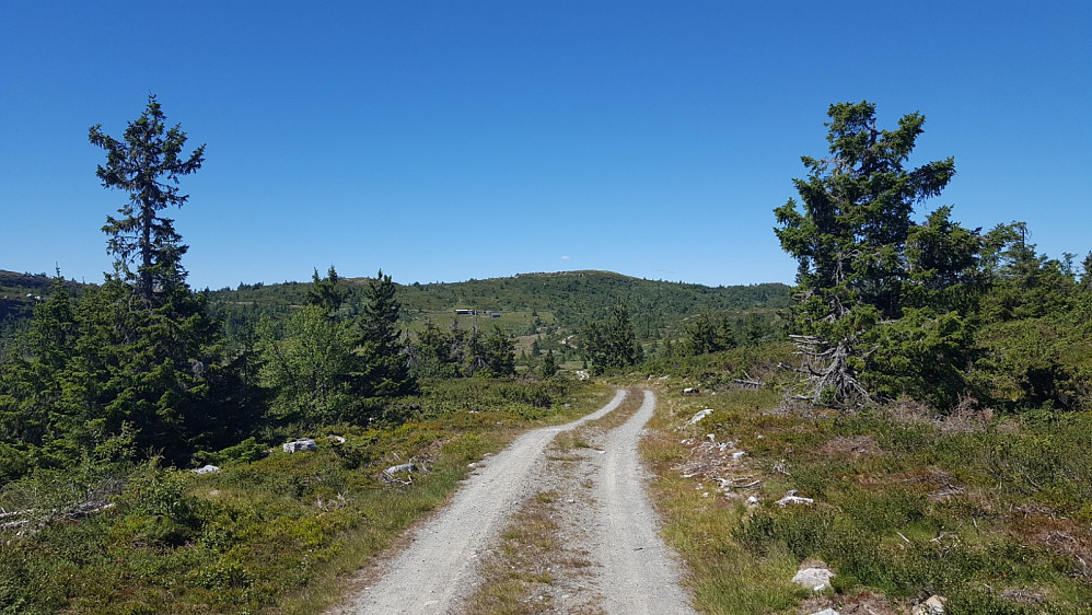 På veg mot Langlihaugen, som vi ser i bakgrunnen.