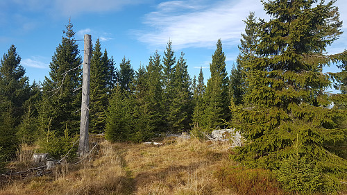 Beste avstikkaren frå stien opp til toppen av Sollihgøda fann eg til å vere om lag her ved det døde treet, ca 100 meter opp til toppen her frå.