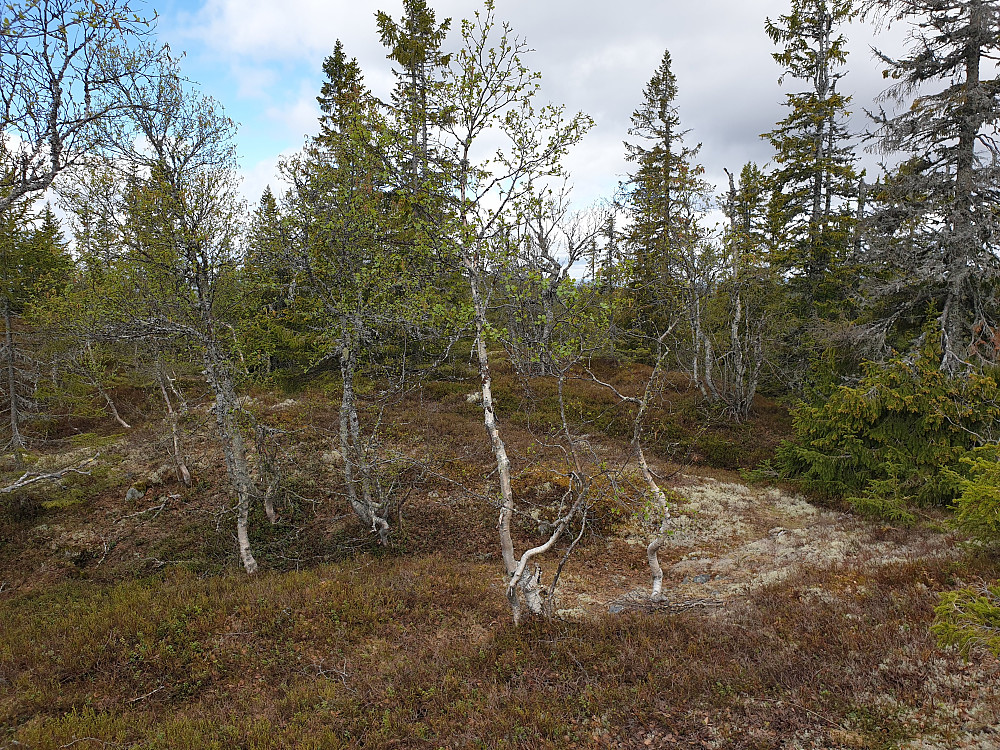 På toppen av Øyvassberget nordvest
