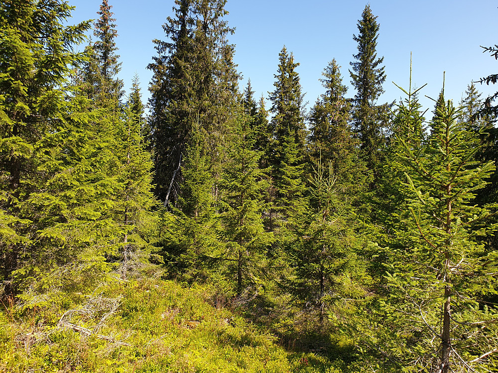 Mykje skog i 568-6771.