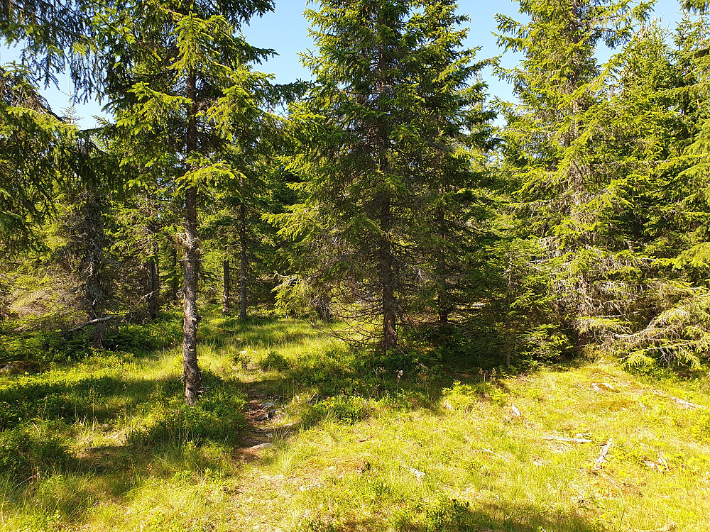 Mykje skog i 568-6772.