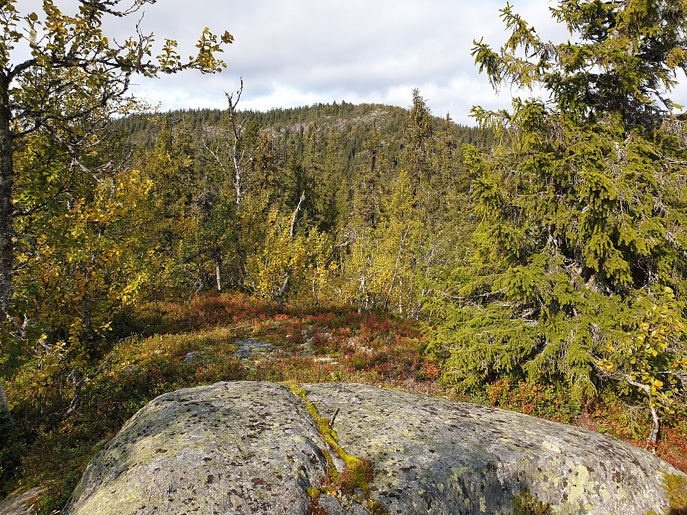 Frå toppen av Munkehatten, ser mot Munkhatthøgda.