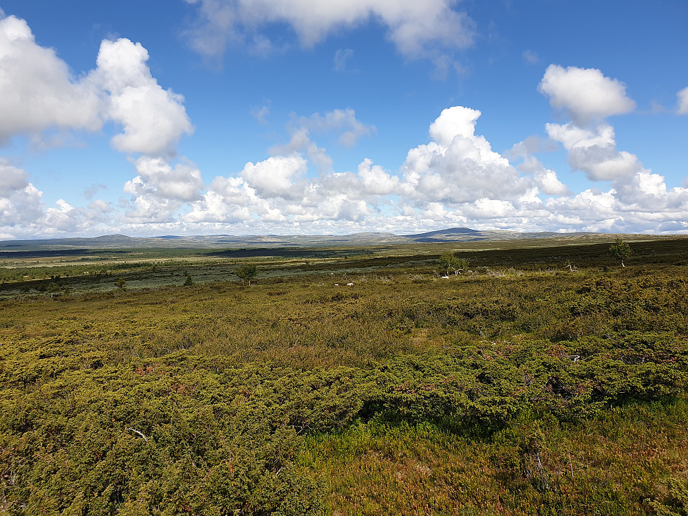 Utsikta er vid nordover i Ringebufjellet.
