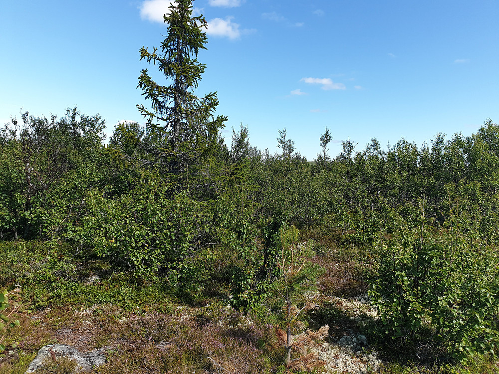 Søre Revåkampen var dekt av tett og lågvaksen bjørkeskog, trass i sine 1011 m.o.h.