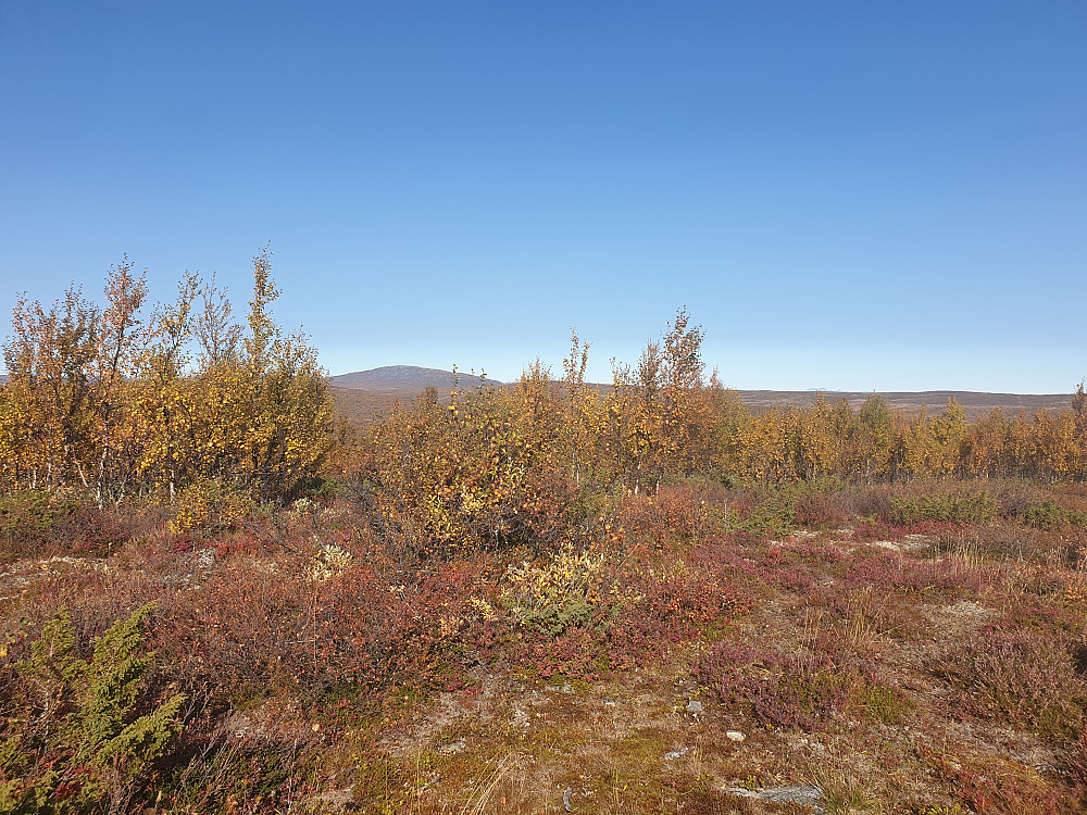 Her er eg på Druktjørnhaugen. Ongsjøfjellet lurer i bakgrunnen, eit fjell eg for øvrig også ser frå huset mitt i Lillehammer.