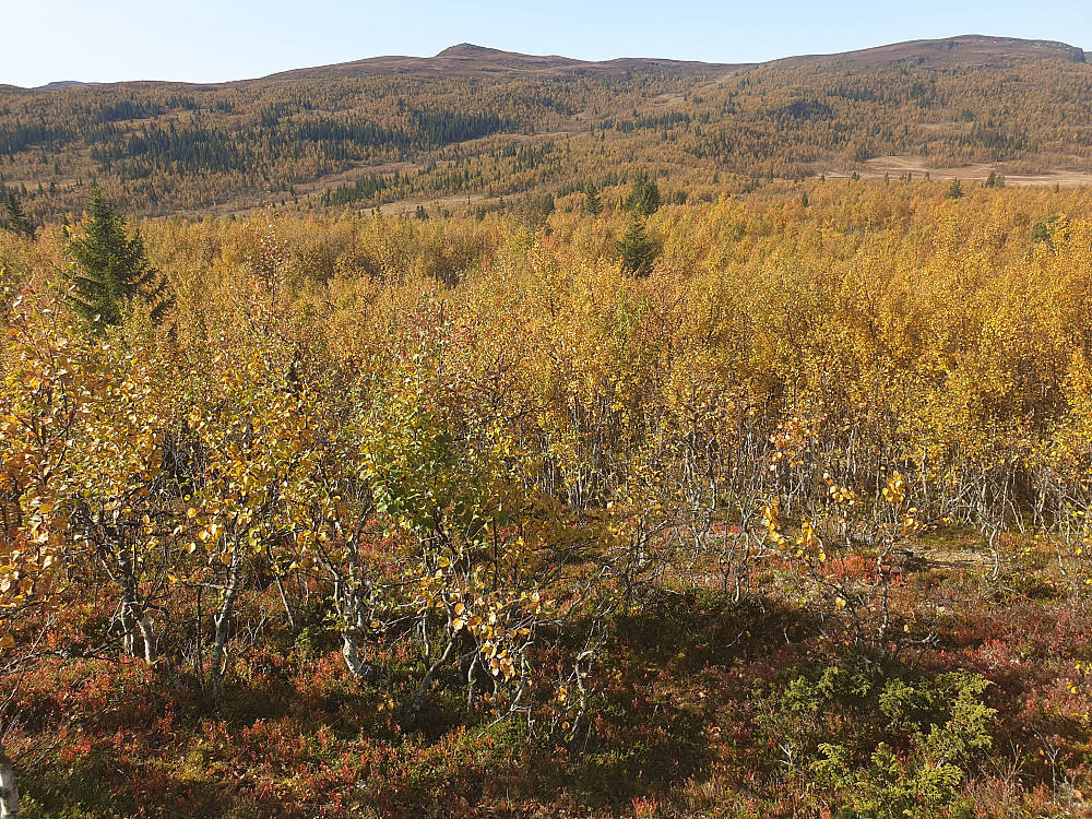 På veg mot neste topp, frå Druktjørnhaugen og mot Søre Suluhø, midt i bildet. Først skal eg ta eit djupdykk ned i gul bjørkeskog.