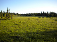 Kinnkjølen er prega av både skog og store myrflater. Det er eit stort og flatt topplatå, som kanskje ikkje er heilt det ein forbind med ein primærfaktor på 510 meter.