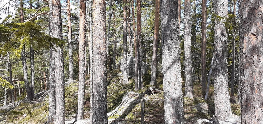 3 gode kandidater for høyeste punkt. Usikker på om steinen på bildet telles, men for å forsikre meg gikk jeg opp på alle 3 mulige toppunkt.