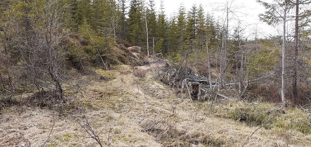 Det ble 400m langs traktorvei før det sa stopp og jeg tok bena fatt.